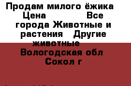 Продам милого ёжика › Цена ­ 10 000 - Все города Животные и растения » Другие животные   . Вологодская обл.,Сокол г.